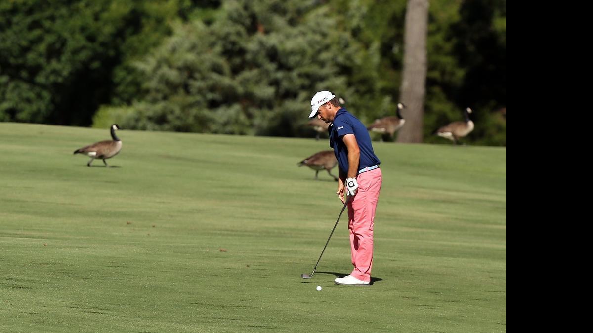 
Kyle Thompson prepares to drive the ball down the fairway as geese walk behind him on the 18th hole during the Rex Hospital Open, part of the Web.com Tour, at the TPC Wakefield Plantation golf course in Raleigh,  on Sunday, May 31, 2015.
