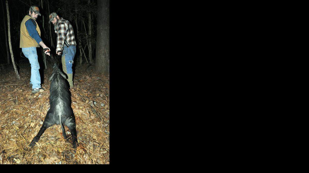 
Tommy Sullivan, left, and Johnnie Dale drag a 200-pound boar out of a Sampson County swamp. Dense, wet areas are pig strongholds in the state’s Coastal Plain.

