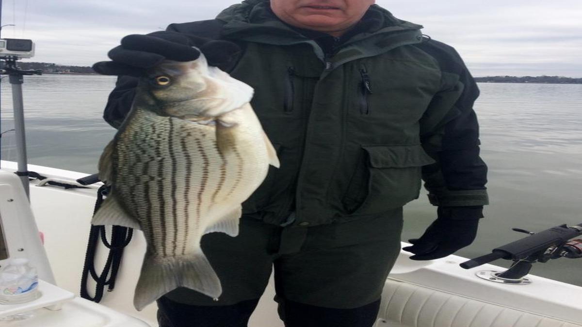 Pennsylvanian Wally Mlynarski shows off a fat Lake Norman hybrid caught on a Shane’s Baits multi-hook rig while fishing with local guide Craig Price.