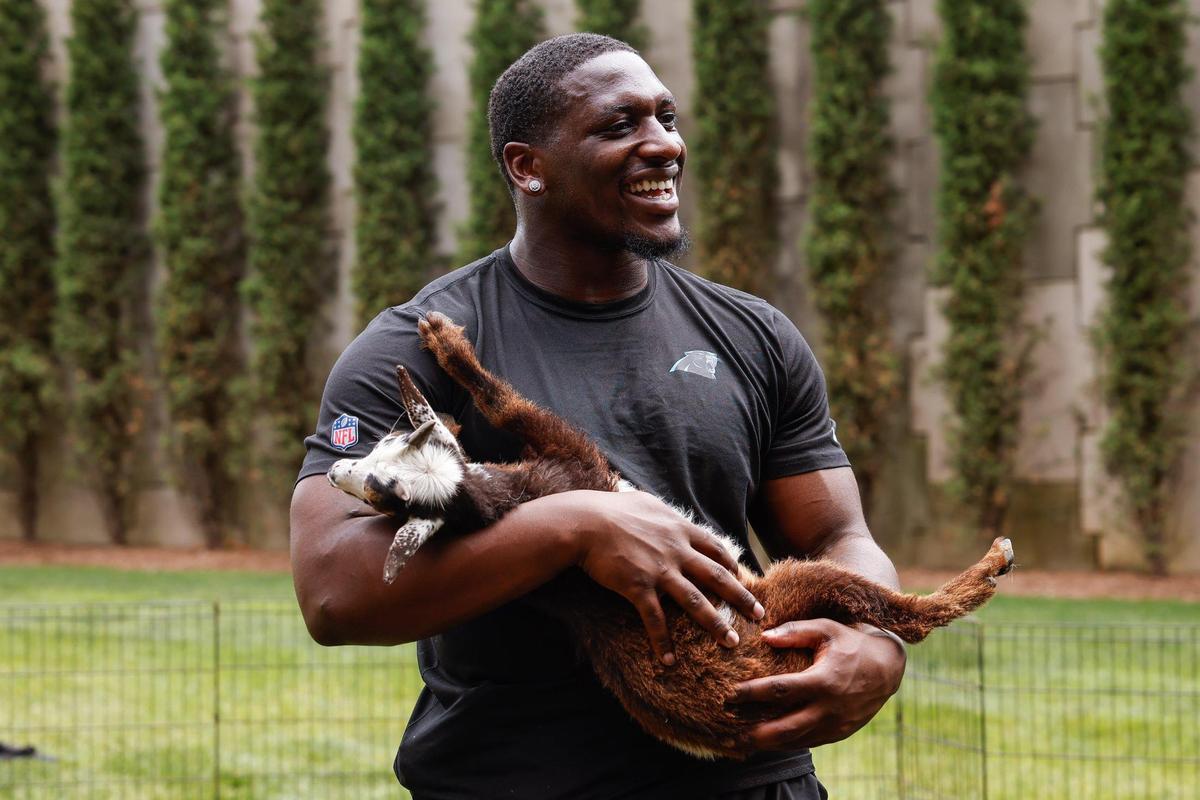 Panthers defensive tackle Tershawn Wharton cardles a young goat in his arms after Monday’s goat yoga session at Bank of America. The Panthers brought in the goats as part of mental health awareness month.