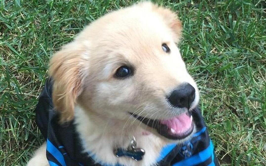 Barley wears a No. 59 Luke Kuechly jersey on all game days -- although he is rapidly outgrowing it.